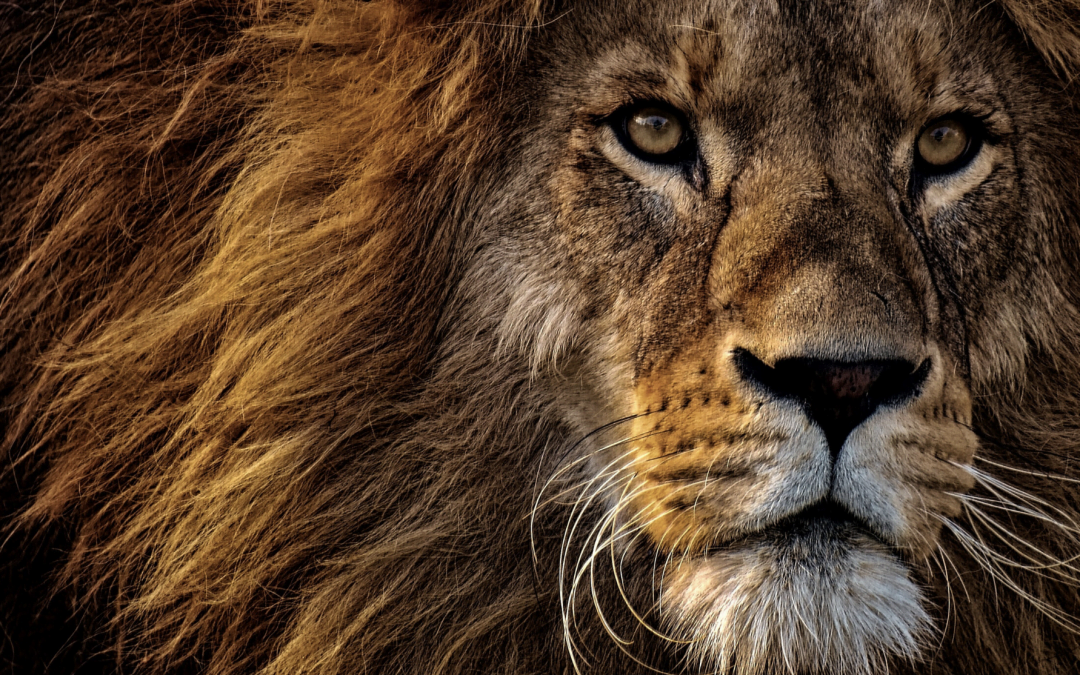 Entrepreneurship Isn’t For The Faint of Heart.